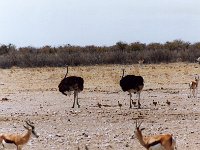Ostriches and Springbokkies
